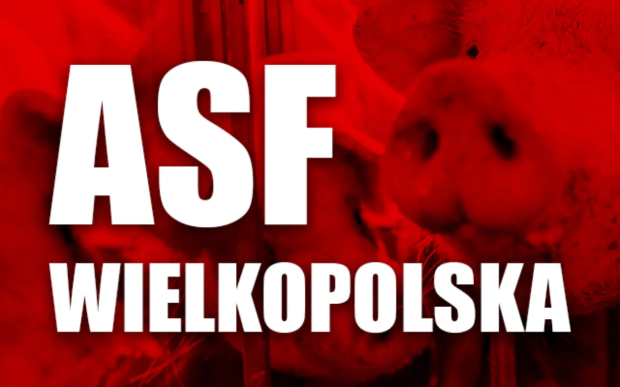 Ognisko ASF u świń koło Kalisza? Jest podejrzenie