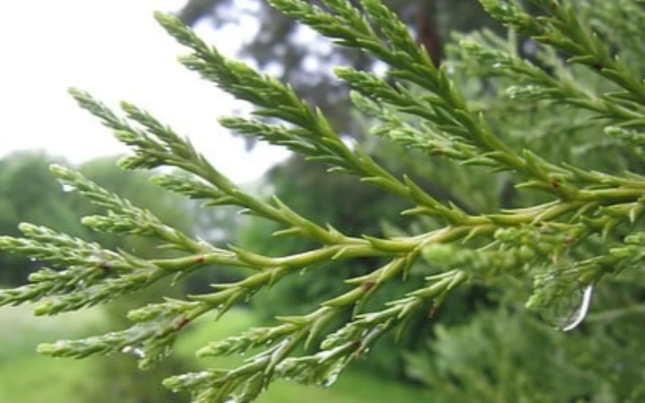 Od bonsai przez tuje do wierkw i sosen
