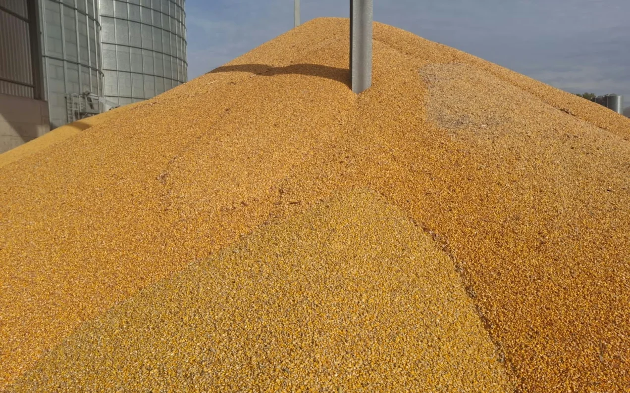 Od 9 do 17 ton z hektara. Rolnicy zamiast wieźć do skupu, pakują kukurydzę w foliowe rękawy